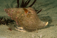 Kelletia kelletii (Kellet's Whelk)