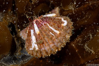 Leptopecten latiauratus (Kelp Scallop)