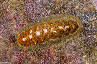 Stenoplax fallax (Stenoplax Fallax)