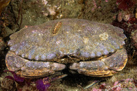 Cancer productus (Red Rock Crab)