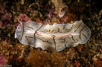 Eurylepta californica (Montgomery's Flatworm)