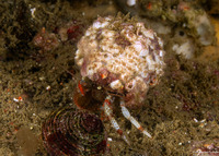 Pagurus beringanus (Bering Hermit Crab)