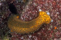 Apostichopus parvimensis (Warty Sea Cucumber)