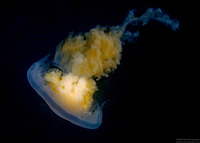 Phacellophora camtschatica (Egg-Yolk Jelly)