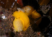 Doriopsilla fulva (White-Speckled Dorid)