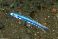 Ptereleotris rubristigma (Redspot Dartfish)