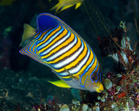 Pygoplites diacanthus (Regal Angelfish)