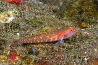 Eviota maculosa (Polkadot Dwarfgoby)