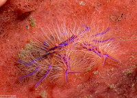 Lauriea siagiani (Hairy Squat Lobster)