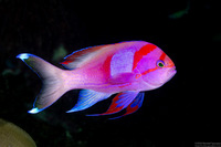 Pseudanthias pleurotaenia (Squarespot Anthias)