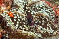 Amphiprion biaculeatus (Spinecheek Anemonefish)