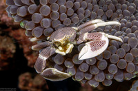 Neopetrolisthes maculatus (Spotted Porcelain Crab)