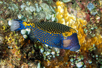 Ostracion meleagris (Spotted Boxfish)