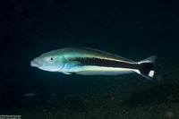 Malacanthus latovittatus (Blue Blanquillo)