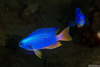 Pomacentrus pavo (Blue Damsel)