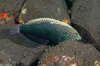 Macropharyngodon negrosensis (Black Leopard Wrasse)