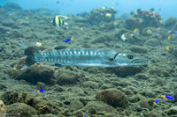 Sphyraena barracuda (Great Barracuda)