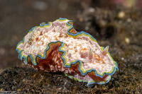 Glossodoris cincta (Girdled Glossodoris)