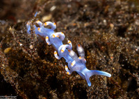 Samla bicolor (Bicolor Nudibranch)