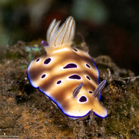 Hypselodoris tryoni (Tryon's Risbecia)