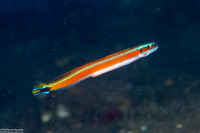 Gunnellichthys curiosus (Curious Wormfish)