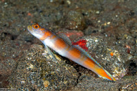 Amblyeleotris yanoi (Flagtail Shrimpgoby)