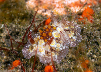 Carminodoris estrelyado (Starry Carminodoris)