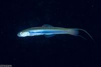 Ptereleotris hanae (Threadfin Dartfish)