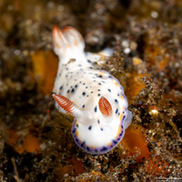 Hypselodoris sagamiensis (Sagami Hypselodoris)