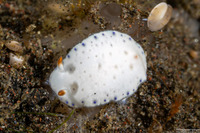 Hypselodoris lacuna (Lacuna Hypselodoris)