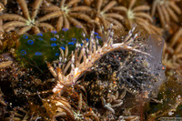 Facelinidae sp.4 (Orange-Lined Facelinid)