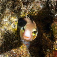 Aspidontus dussumieri (Slender Sabretooth Blenny)