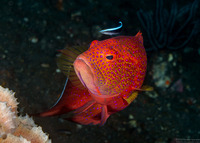Variola albimarginata (White-Edged Lyretail)