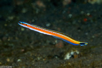 Gunnellichthys curiosus (Curious Wormfish)