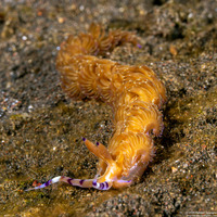 Pteraeolidia semperi (Blue Dragon Nudibranch)