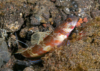 Amblyeleotris periophthalma (Broad-Banded Shrimpgoby)