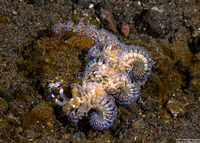 Pteraeolidia semperi (Blue Dragon Nudibranch)