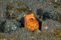 Opistognathus variabilis (Variable Jawfish)