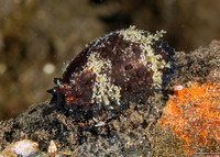 Staphylaea staphylaea (Pustulose Cowry)