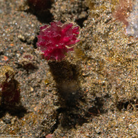 Oceanapia sagittaria (Pink Puffball Sponge)