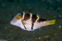 Canthigaster valentini (Black-Saddled Toby)