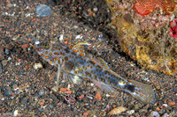 Fusigobius inframaculatus (Blotched Sandgoby)