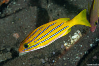 Lutjanus bengalensis (Bengal Snapper)