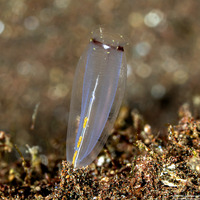 Rhopalaea respiciens (Rhopalaea Respiciens)