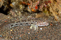 Istigobius ornatus (Ornate Sandgoby)