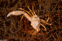 Quadrella coronata (Crowned Coral Crab)