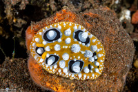 Phyllidia ocellata (Ocellated Phyllidia)