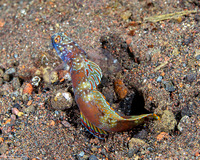 Amblyeleotris latifasciata (Wide-Barred Shrimpgoby)