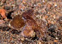 Amphioctopus siamensis (Poison Ocellate Octopus)