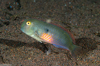 Iniistius pentadactylus (Fivefinger Razorfish)